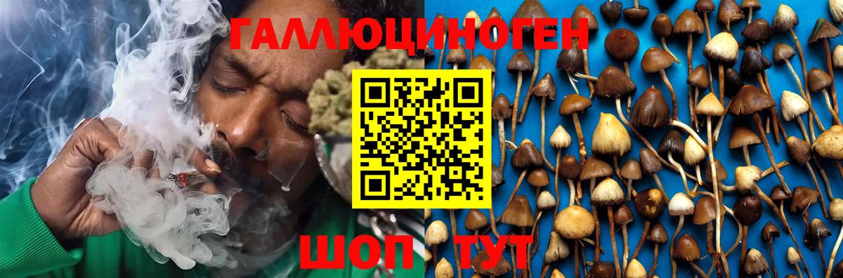 Галлюциногенные грибы Psilocybine cubensis Зима